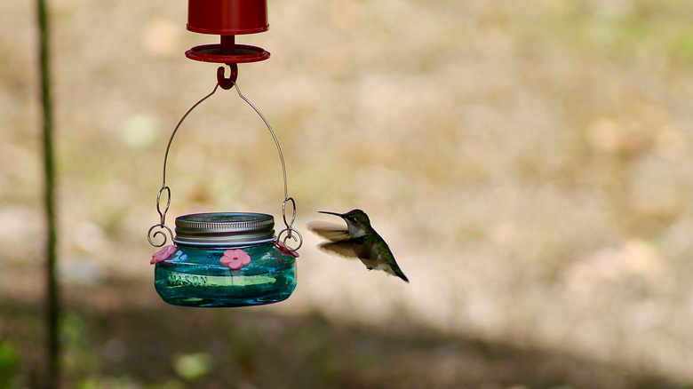 hummingbird flying by homemade feeder