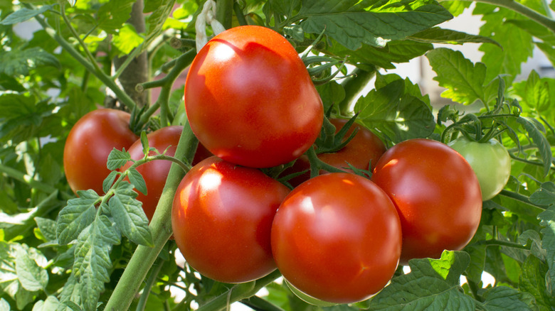 Ripe tomatoes on a tomato plant.