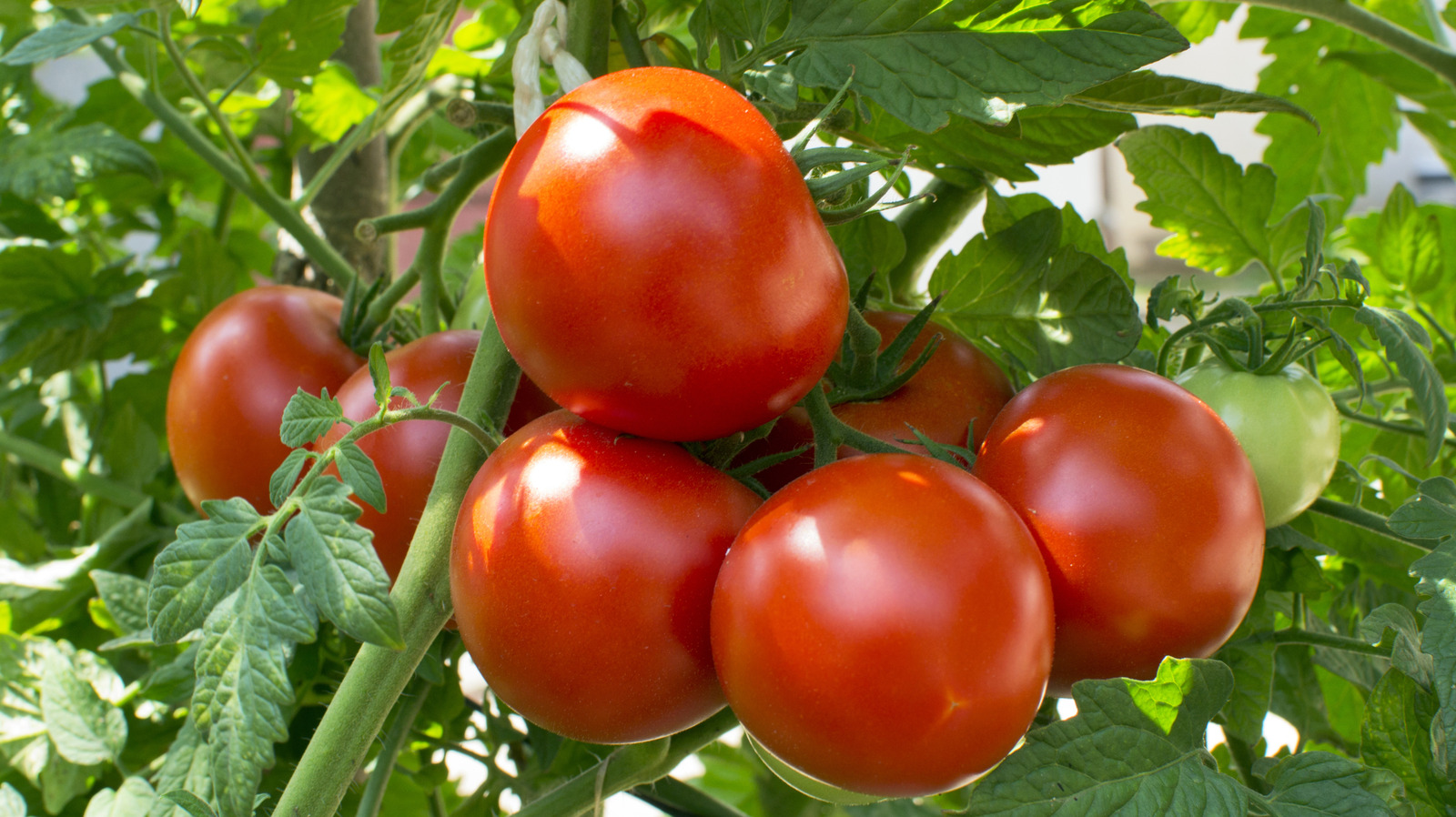 Save The Scraps From This Summer Fruit For Thriving Tomato Plants