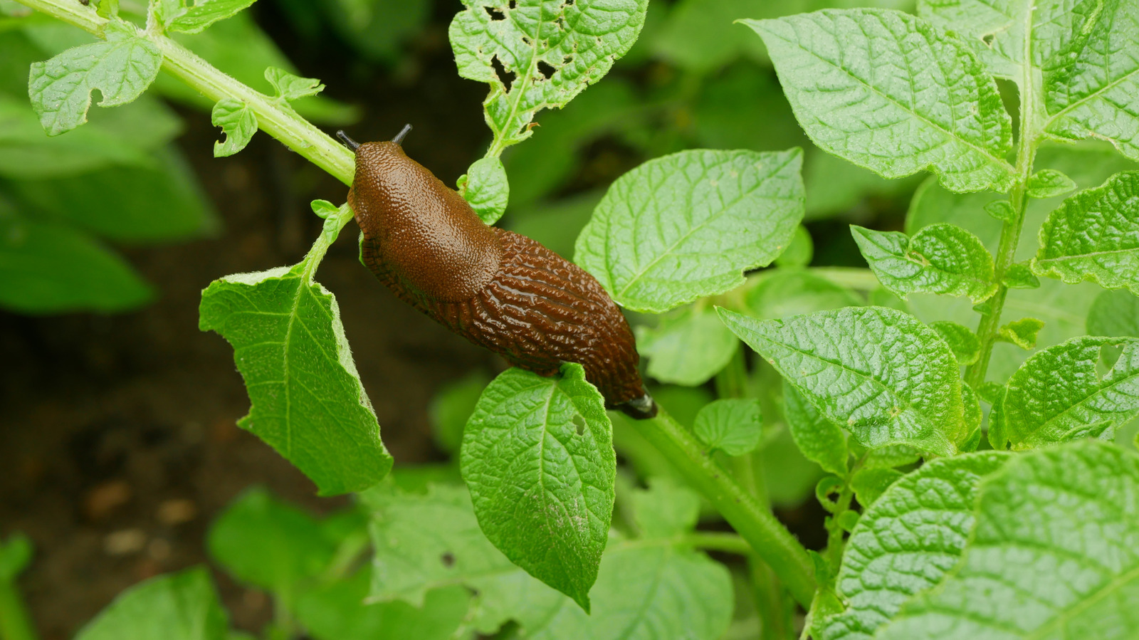 Say Goodbye To Garden Slugs With This Kitchen Scrap (Not Beer Or Coffee Grounds)