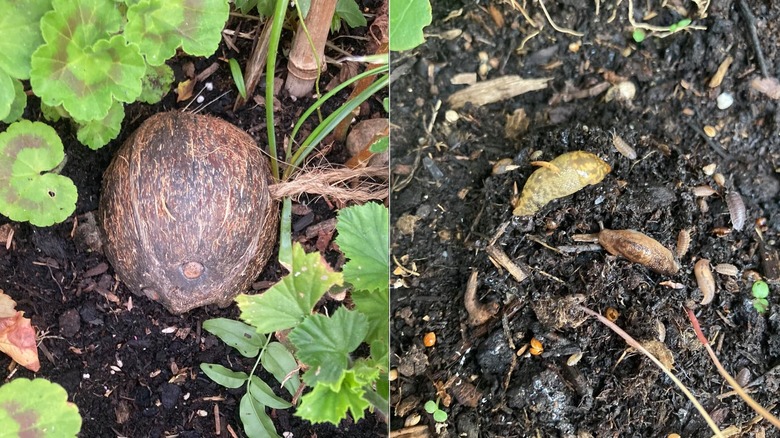 Split image of a coconut shell lying in soil and two slugs in the damp earth