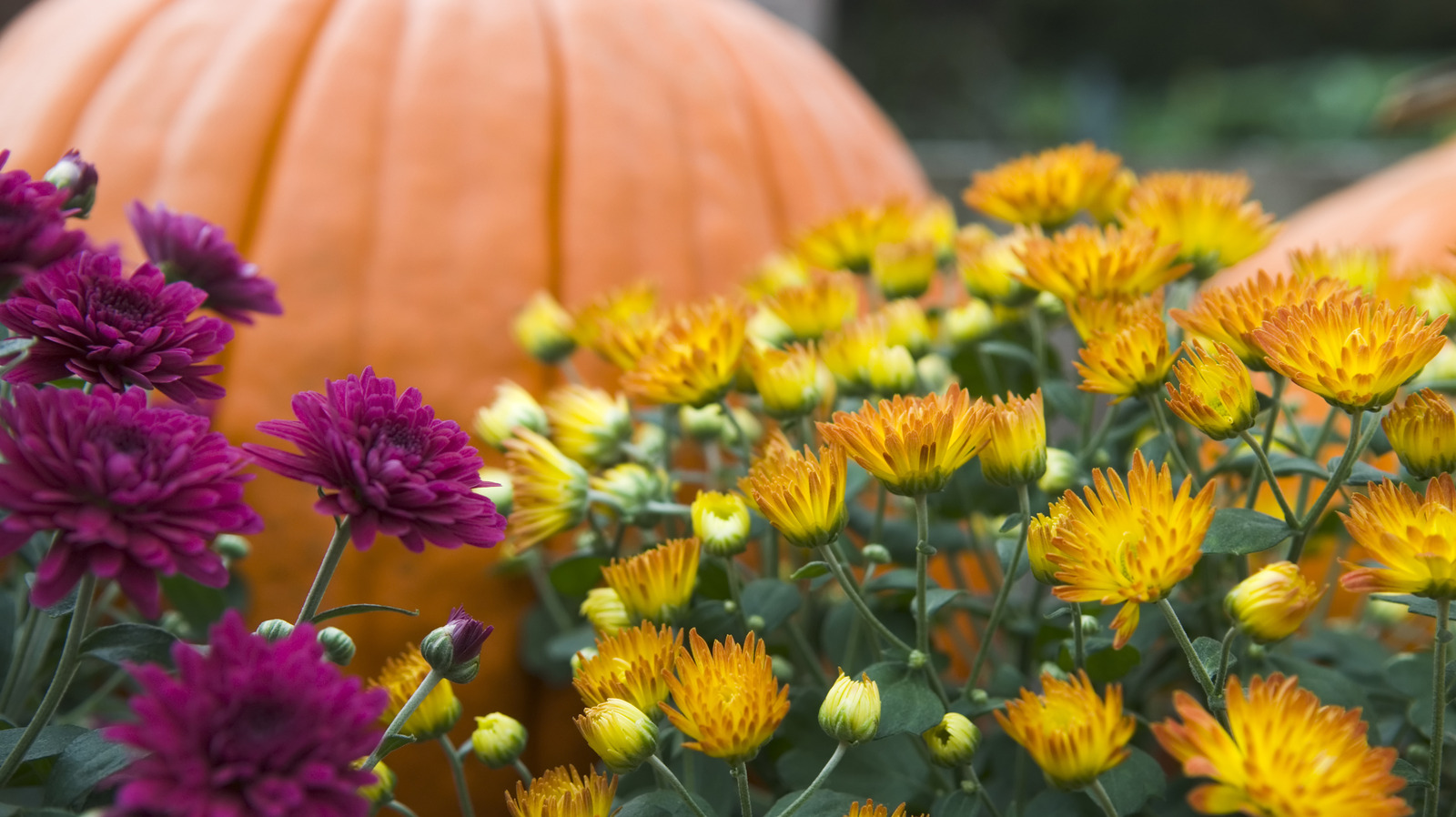 Say Goodbye To Mums This Fall With An Edible Alternative That's Just As Gorgeous