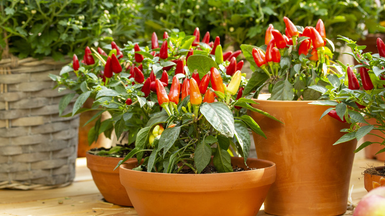 Three flowerpots with yellow, orange, and red ornamental peppers