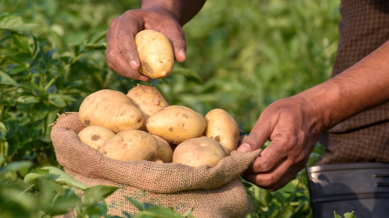 Potato farmer collecting potatoes