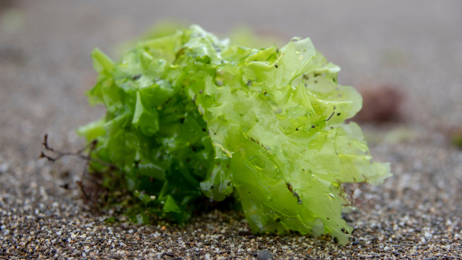 Sea Lettuce Is The Bright Ocean Leafy Green With A Peppery Taste
