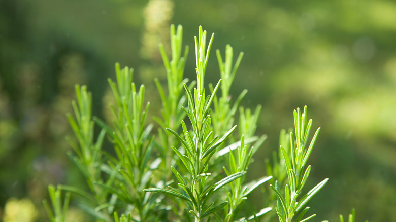 Close-up of a fresh rosemary plant