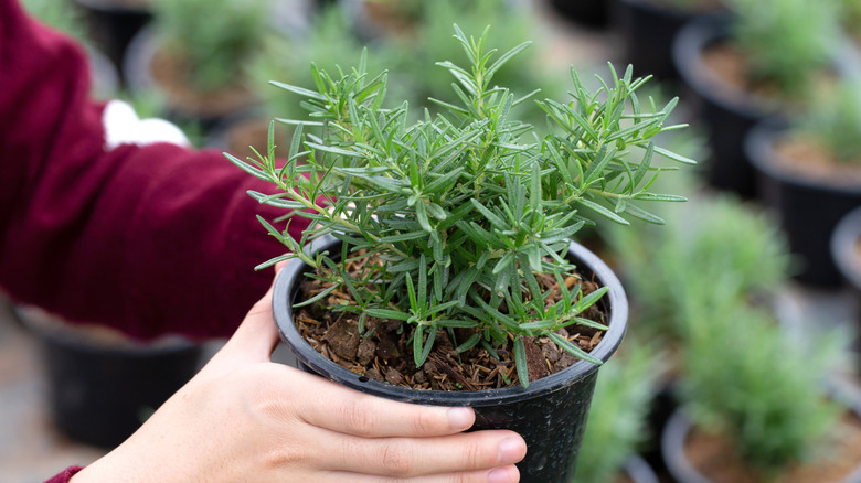 Person holding potted rosemary plant