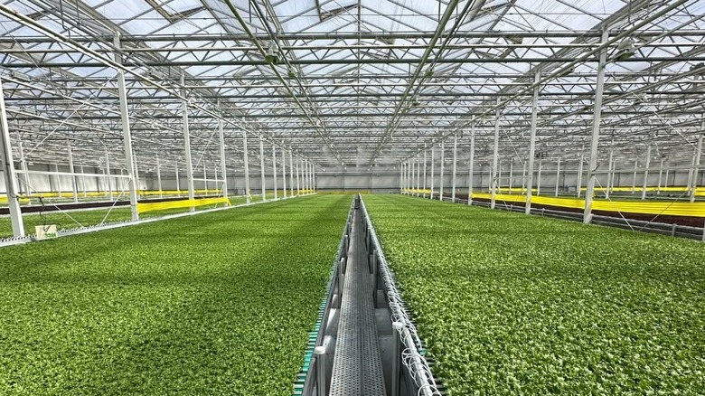 Two rows of romaine lettuce growing structures under greenhouse glass at Little Leaf Farms