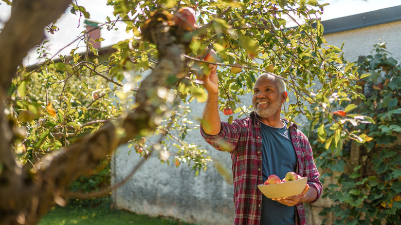Person picking apples from a tree in their backyard