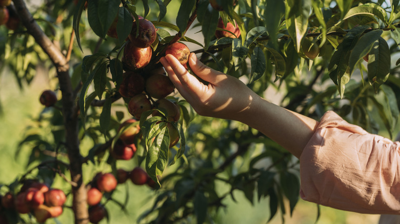 Person harvesting fruit from an orchard