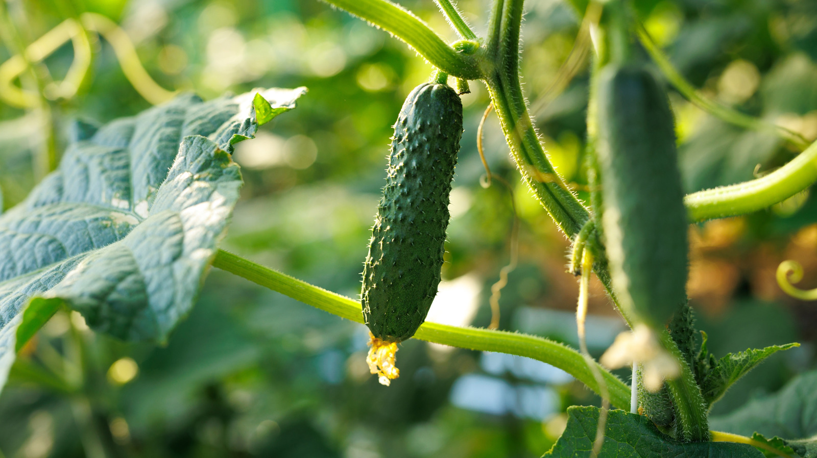Should You Grow Cucumbers And Tomatoes Together? Here's What To Consider