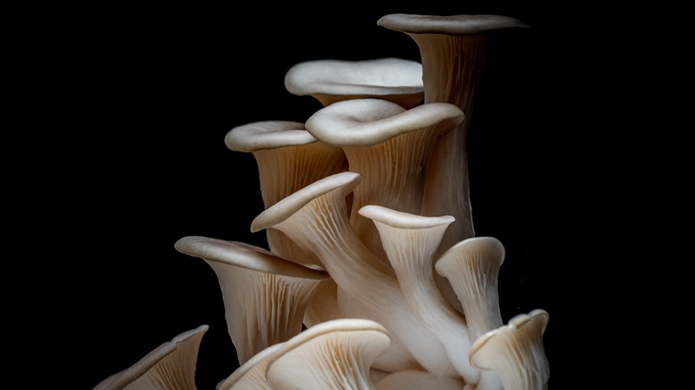 Oyster mushroom stalk