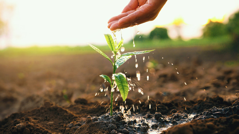 A hand watering a small plant in a field