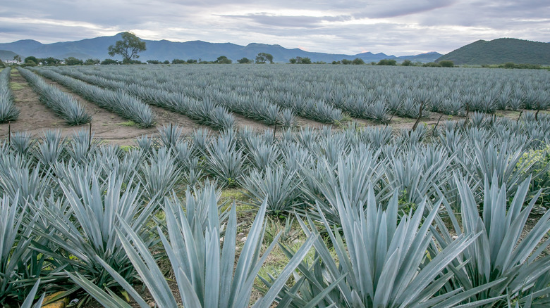 Agave fields in Tequila, Jalisco 