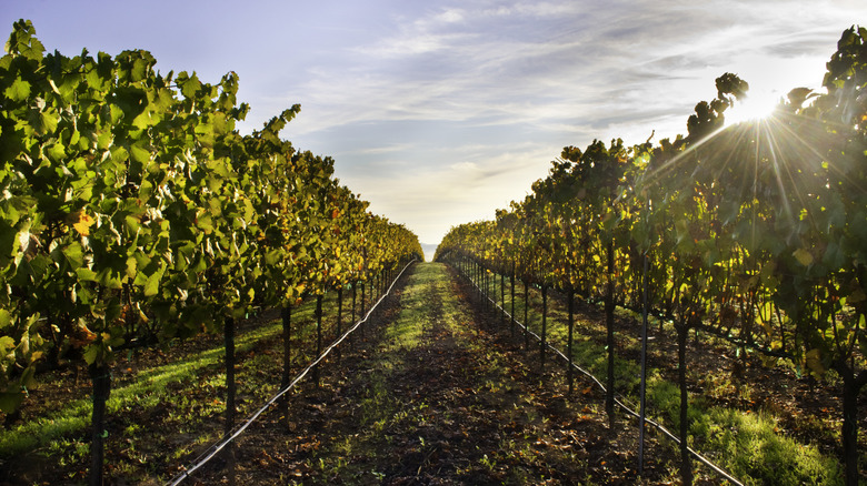 The sun rising in between a ridge of vineyards in Healdsburg