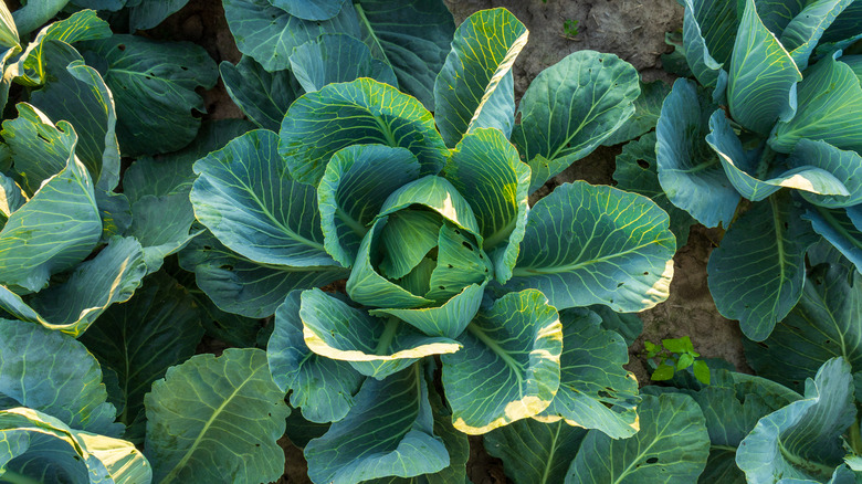 Leafy cabbage plants growing