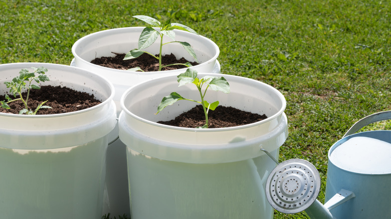 tomato seedlings in plastic buckets