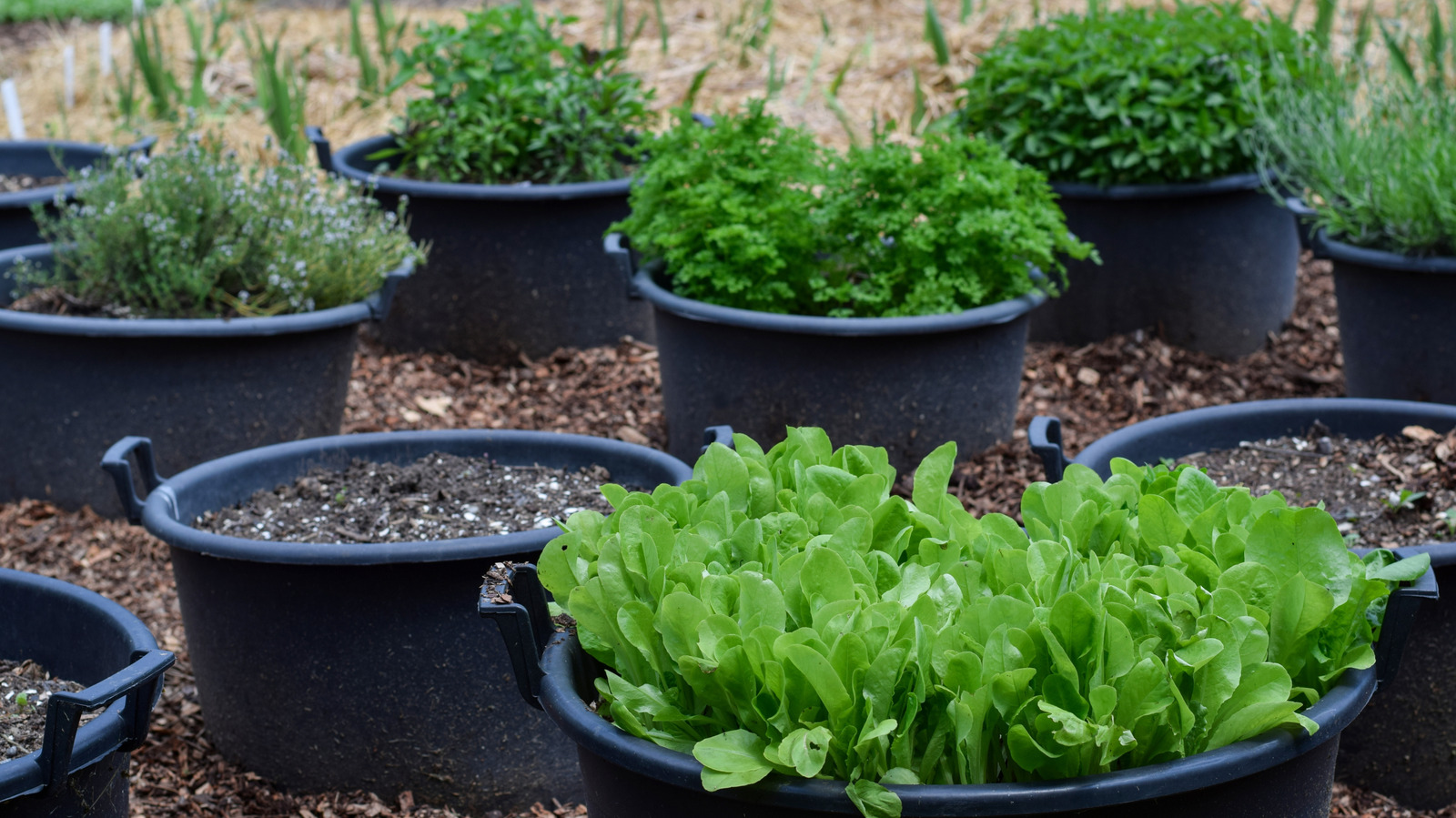 Skip Traditional Container Gardens And Try This Affordable Alternative Instead