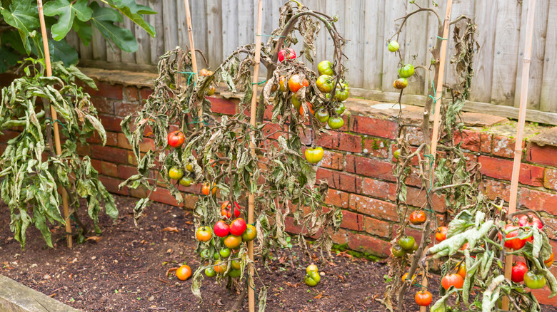 Tomato plants that have wilted and died due to extreme heat