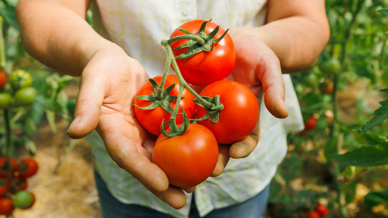 person showing off tomato harvest
