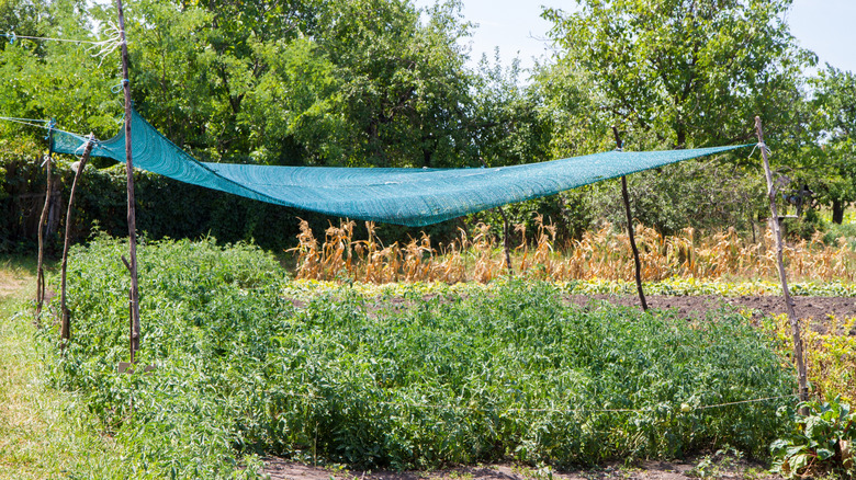 Tomato plants growing under a shade cloth