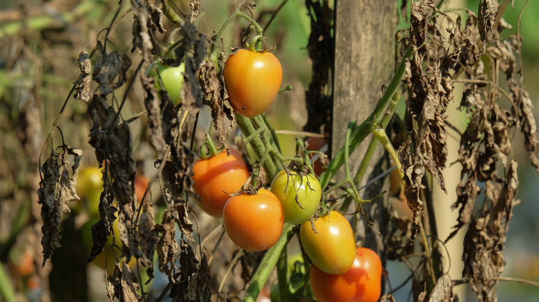 Unhealthy tomato plant with poor fruit yield and dead leaves due to extreme drought