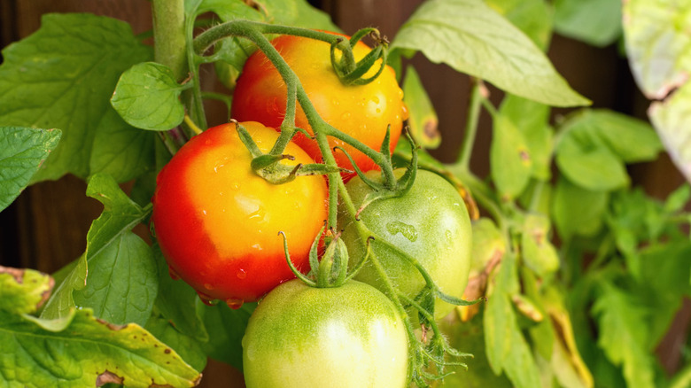 Tomato plants that have been damaged by unbalanced fertilizer or overfertilization