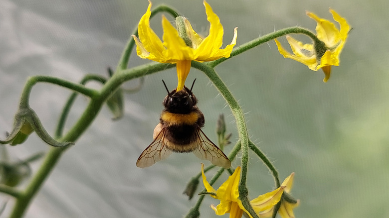 A large bumblebee pollinating yellow flowers on a tomato plant
