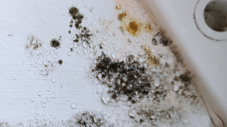 black mold and rust on a wet, white surface