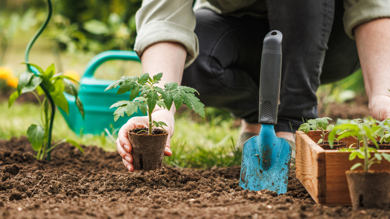 Person preparing vegetable garden