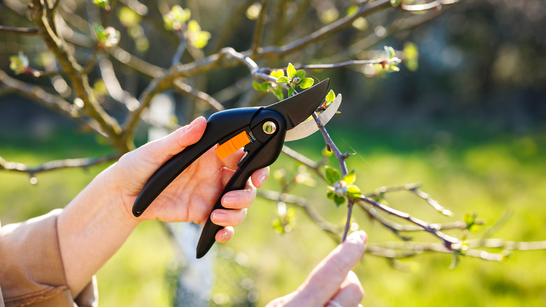 pruning fruit tree with garden shears