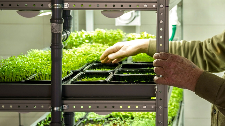 Hands reach into shelf filled with trays of microgreens at different stages