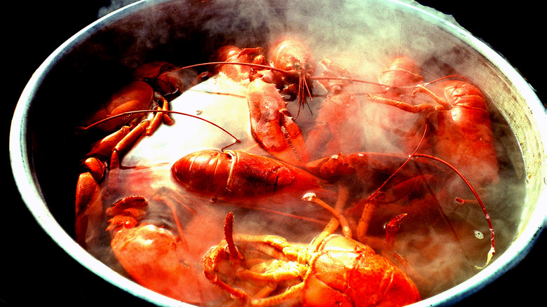 steaming lobsters in a pot