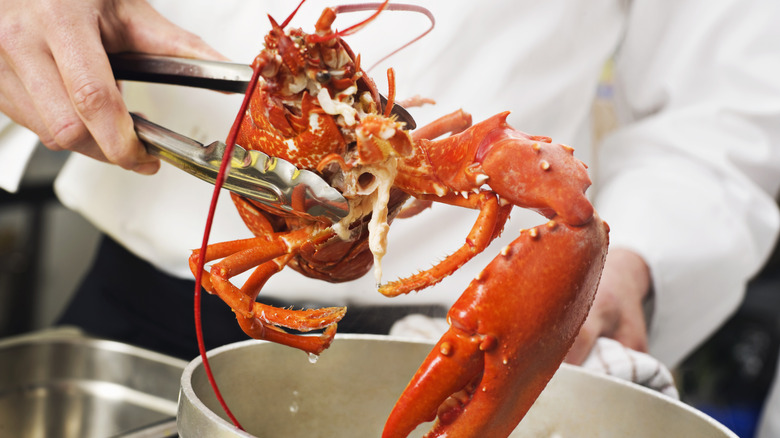 a lobster being pulled out of a boiling pot with tongs