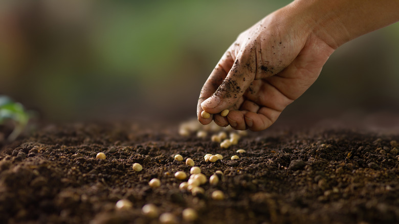 A hand placing individual seeds in a garden