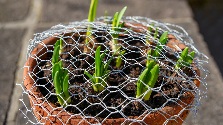 Young sprouts growing through wire mesh in a plant pot.