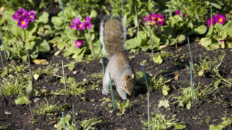Squirrel digging in a home garden