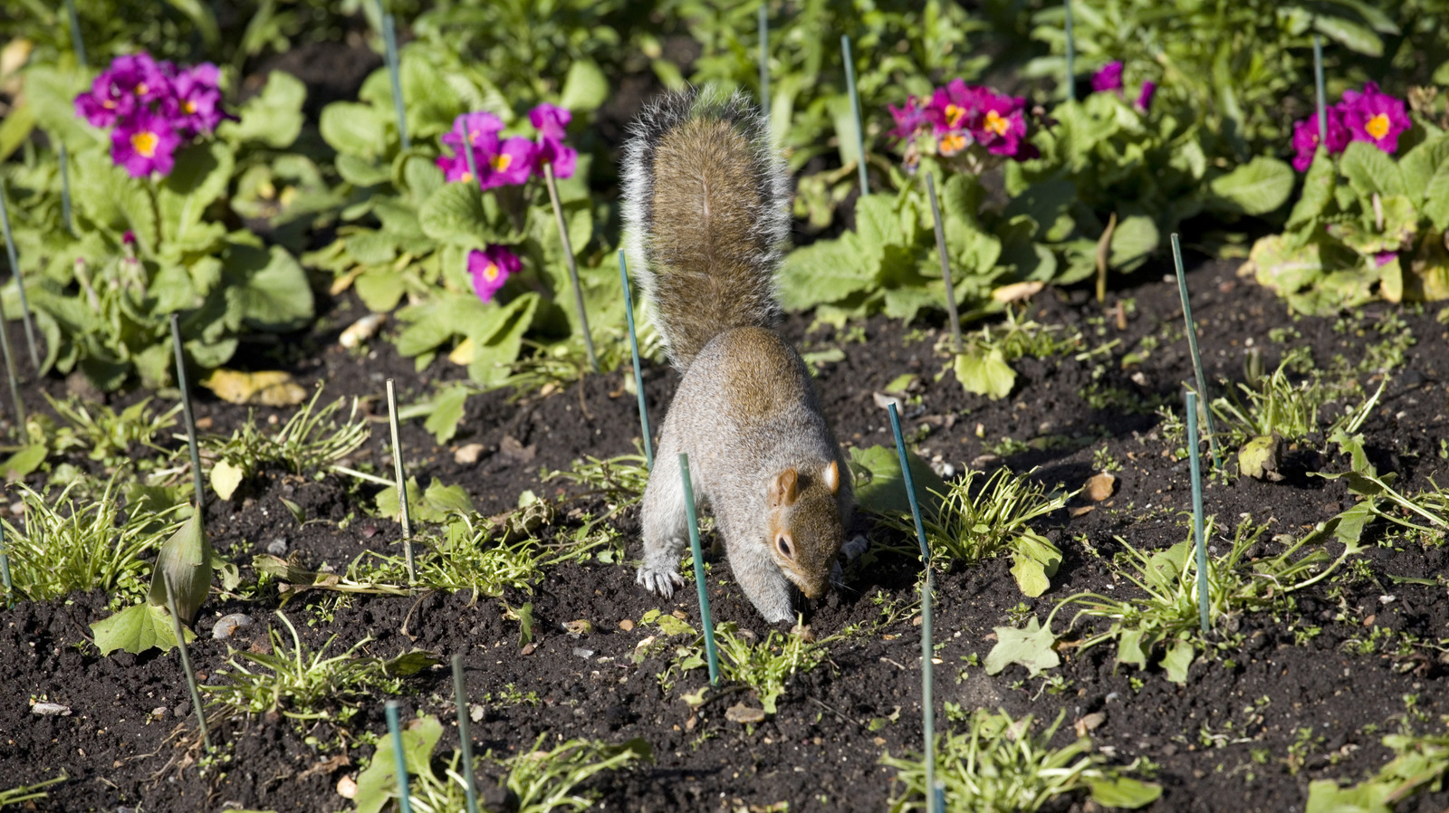 Stop Squirrels From Digging Up Allium Bulbs With This Simple Trick