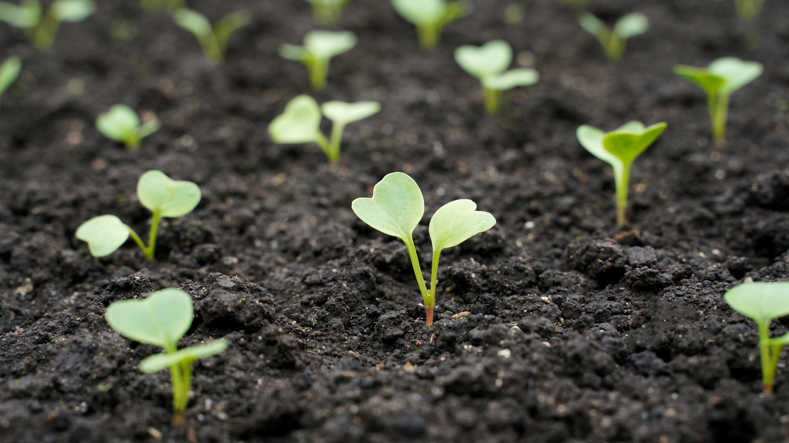Stop Starting Your Indoor Vegetable Seeds Too Early: Here's The Timing Rule Of Thumb To Go By - Tasting Table