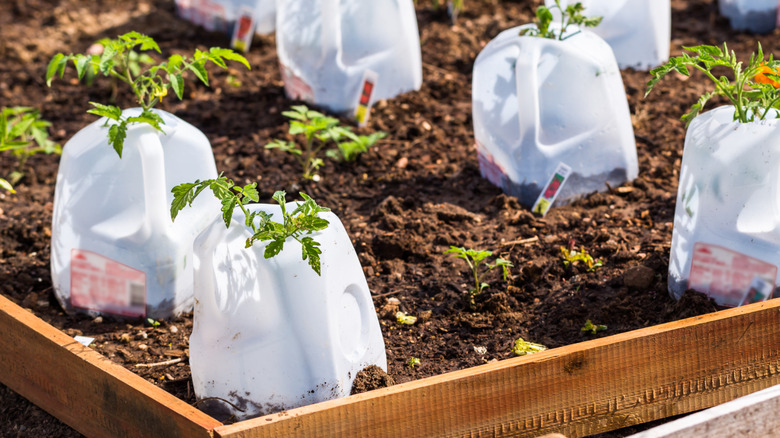 Plastic milk jugs holding tomato starts
