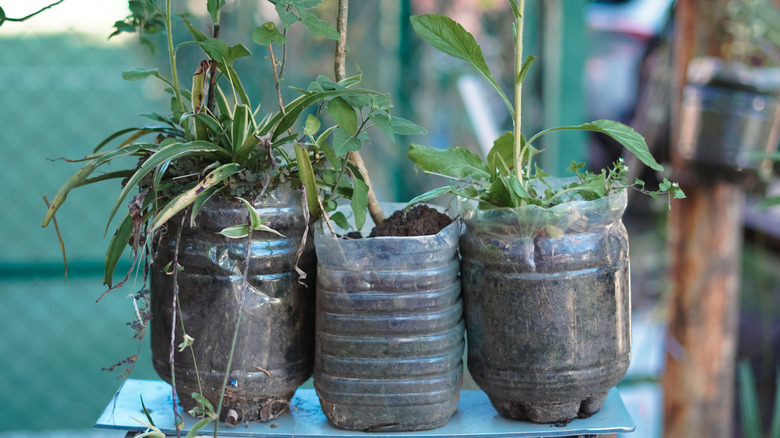 Recycled container garden