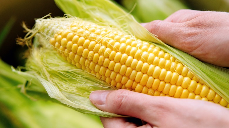 hands holding corn cob