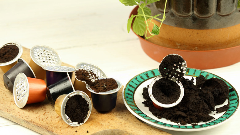 A plate of coffee grounds from used coffee pods, next to a plant pot.