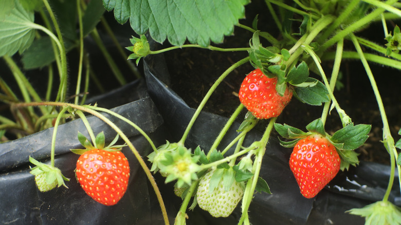 growing strawberries