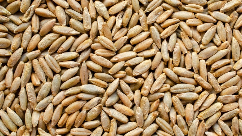 rye grains