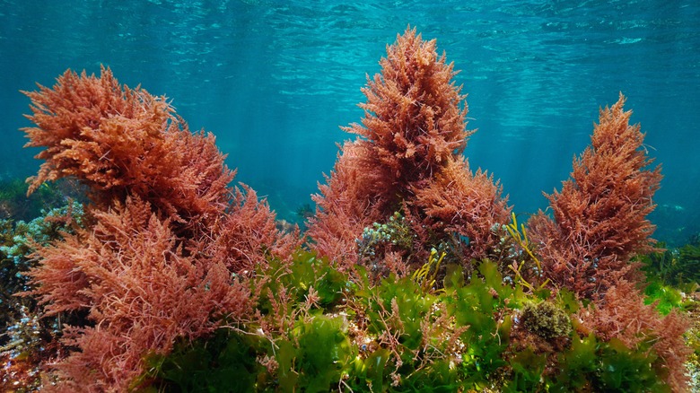 colorful seaweed in ocean