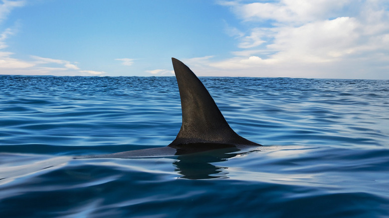 shark fin poking up from water