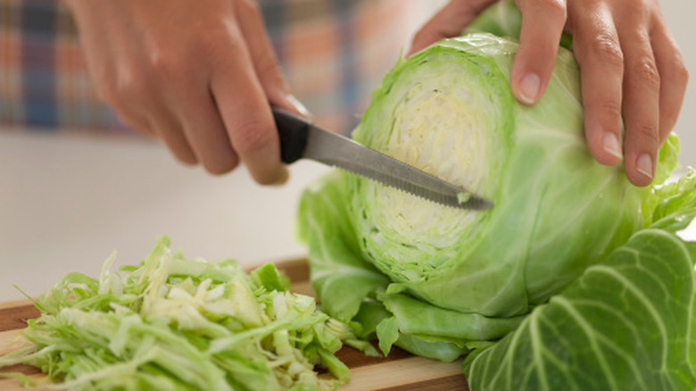 cutting head of cabbage