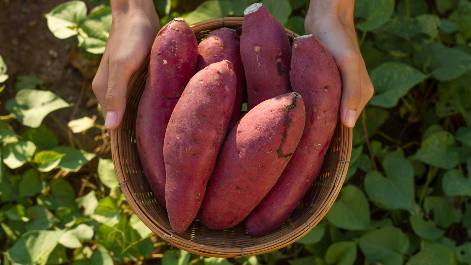 Sweet Potatoes Vs. Yams: What's The Difference?