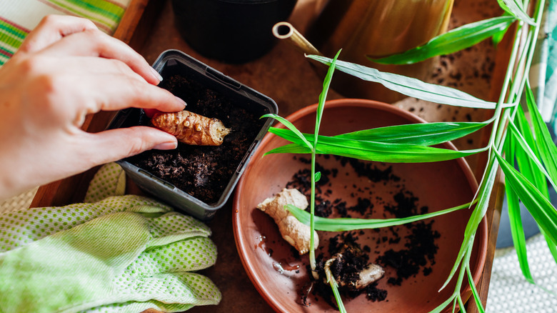Ginger growing at home